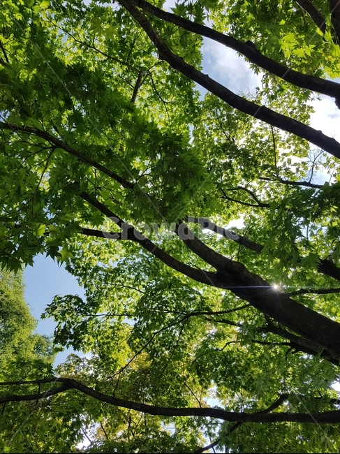 초록,햇빛,힐링,휴식,여름
