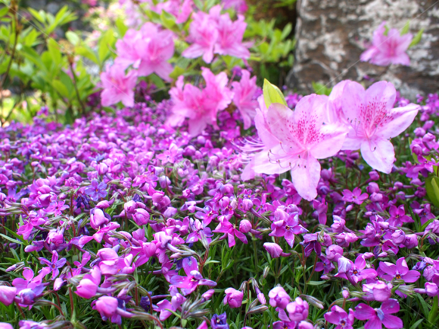 blossom,꽃,flower,plant,식물,진달래,철쭉,봄꽃,봄,azalea,spring,springflowers