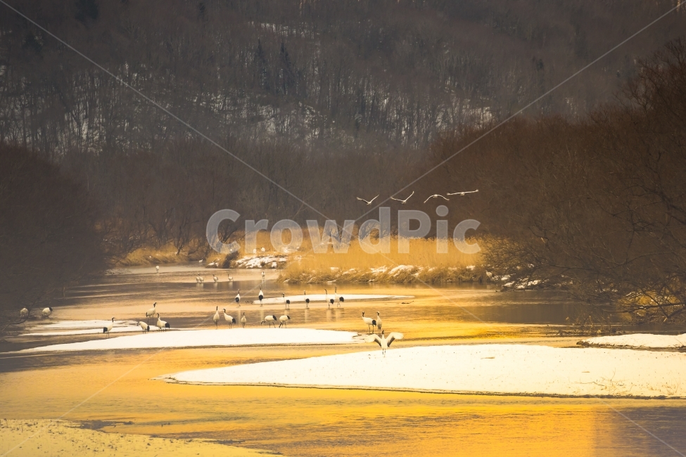 자연,풍경,두루미,단정학,조류,새,홋카이도,일본아침,겨울,계절,winter,season,동물,animal,조류,새,birds
