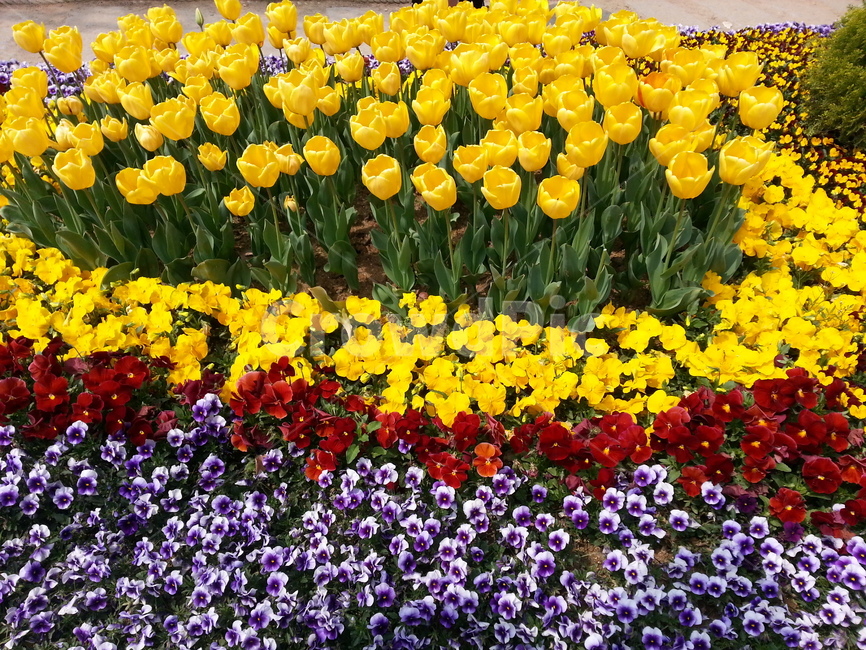 꽃밭,봄,튤립,에버랜드,축제,봄,계절,spring,season,식물,자연,plants,nature,꽃,flower,plant,blossom
