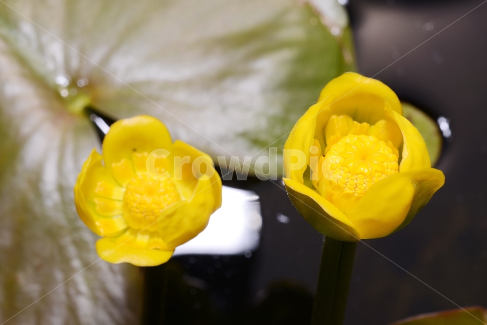 자연,꽃,화려함,예쁜,Nature,Flower,Beautiful,Colorful,노랑색,개연꽃,식물,자연,plants,nature,꽃,flower