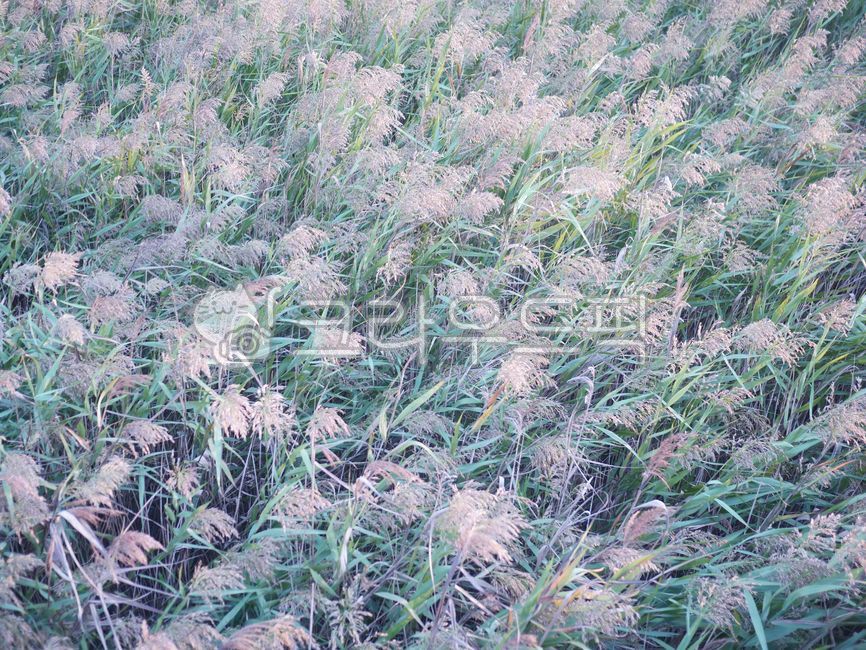 식물, 자연, 가을, 시즌, 풍경, 사진,이미지,일러스트,캘리그라피 - 유자디자인작가