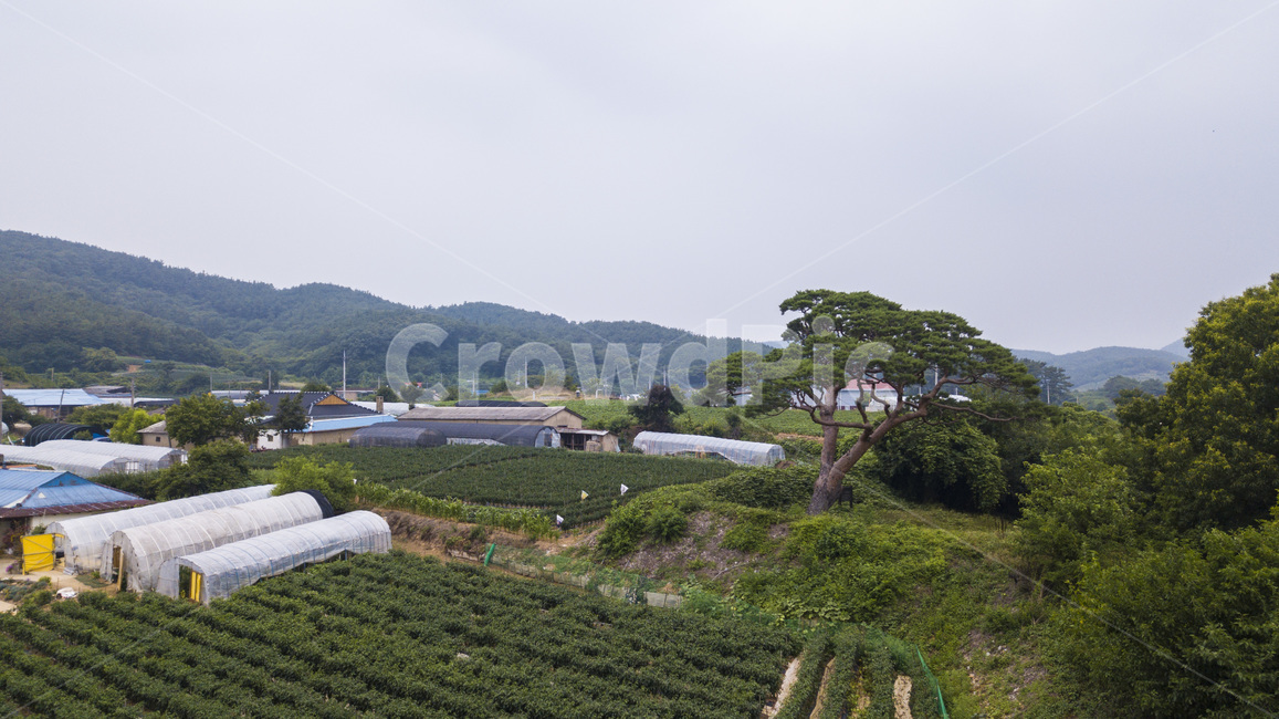 자연,풍경,소나무,밭,구름,하늘,산맥,산