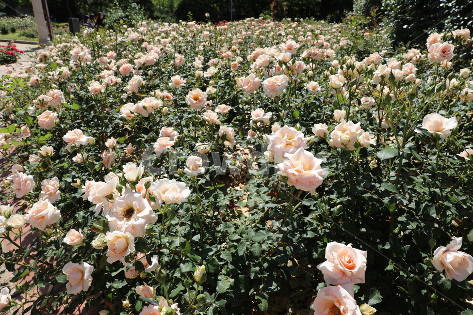 장미,장미꽃,장미공원,장미광장,로즈가든,로즈,식물,자연,plants,nature,꽃,flower