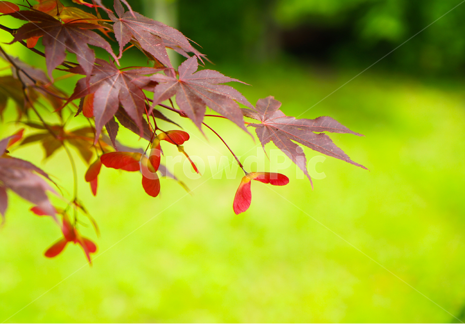 단풍나무,씨방,쌍떡잎,단풍잎,홍단풍,씨방비행,식물,자연,plants,nature