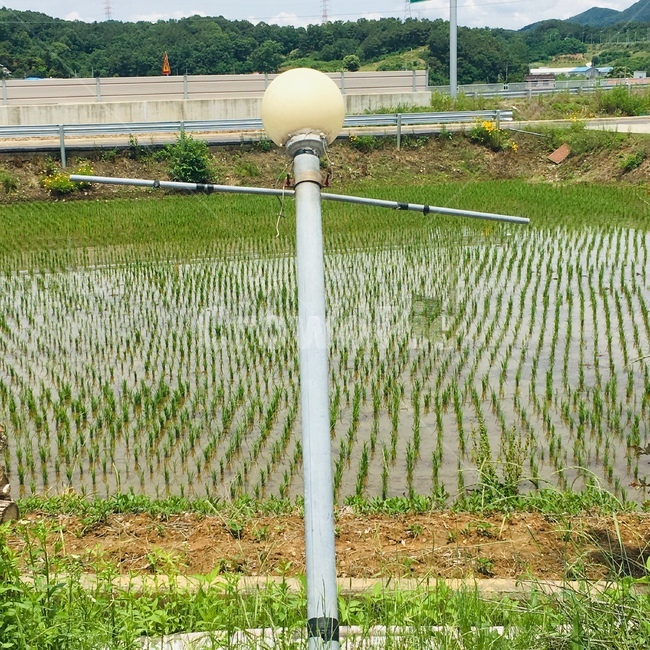 자연,풍경,논,허수아비,조명