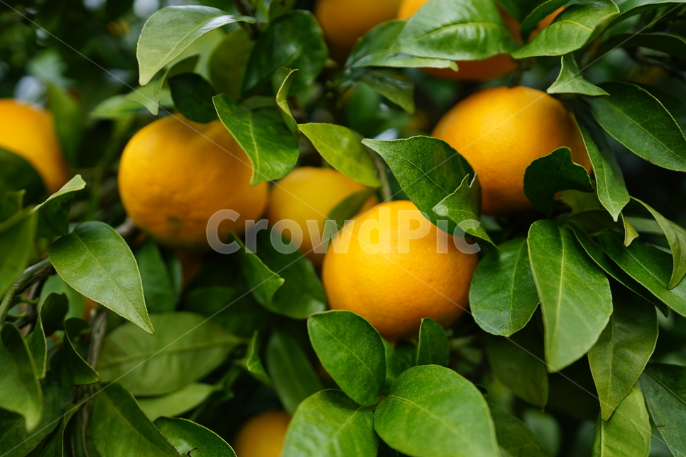 음식,plant,식물,citrusfruit,orange,과일,fruit,감귤류과일,주황색,과일,열매,fruit