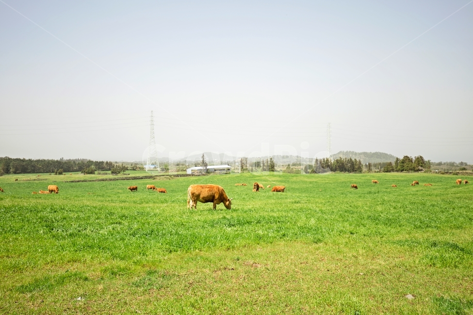 목장,소,풍경,초원,하늘,자연,녹색,들판,잔디,동물,animal,nature,field,scenery,동물,animal,포유류,mammal,산업,industry,industrial,목축업,목장,livestock farming,ranching,pasture