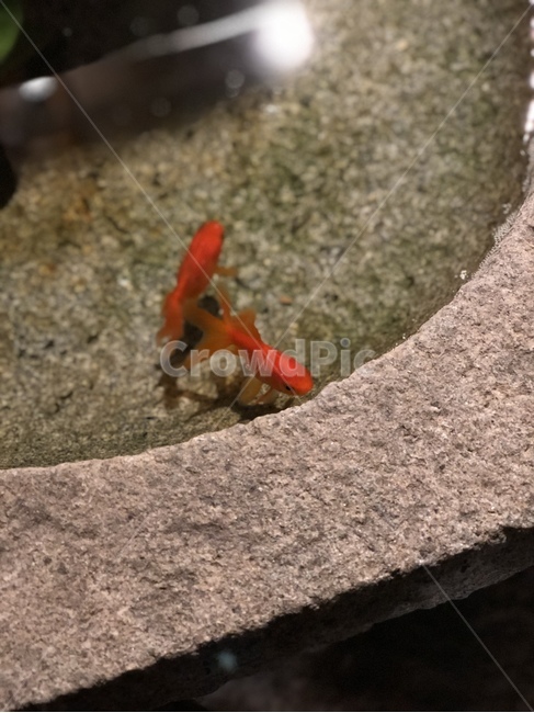 금붕어,goldfish,fish,물고기,자연