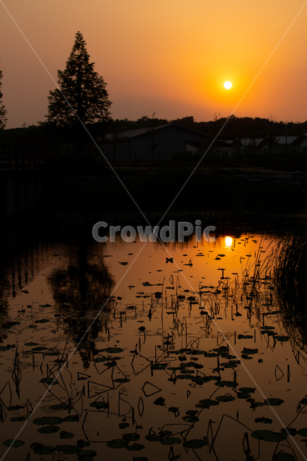 노을,감성사진,나무,연못,주황,해,나무그림자,해그림자,sunset,tree,pond,ornage,sun,emotionalphoto,자연,풍경,nature,landscape,실루엣,그림자,silhouette,shadow,outdoors,옥외,land,땅