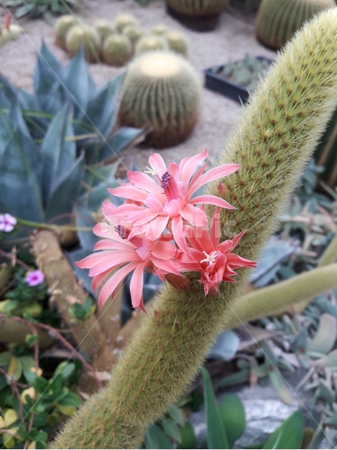 꽃,식물,flower,꽃나무,plant,flowers