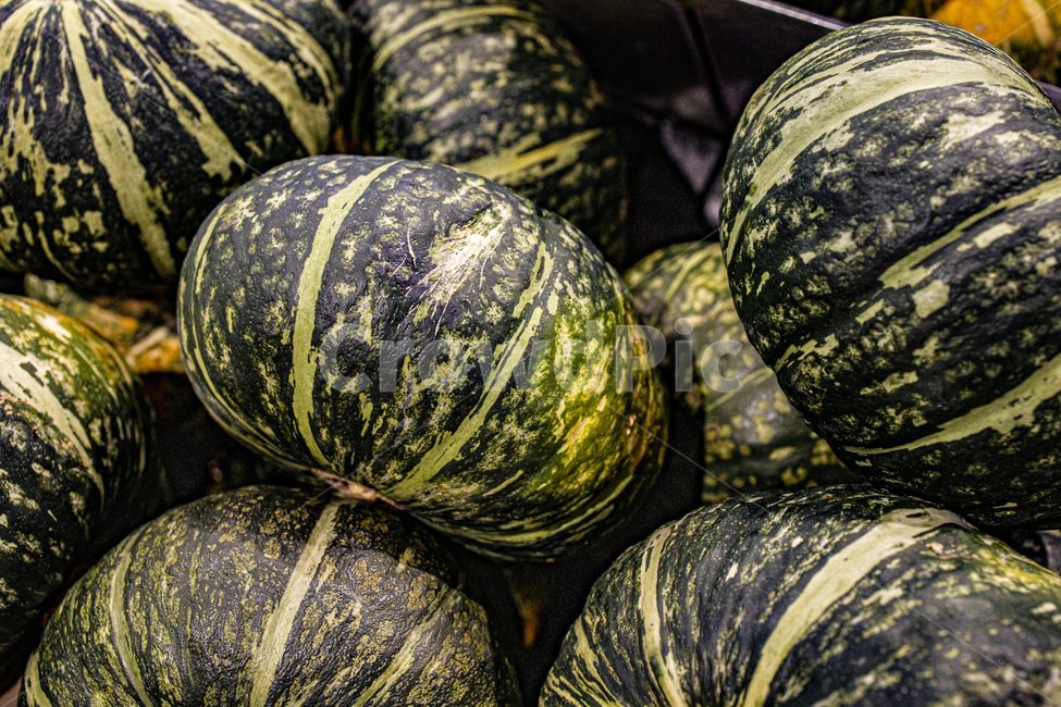 agriculture,closeup,food,fresh,green,harvest,health,healthy,nutrition,organic,pattern,plant,pumpkin,ripe,round,vegetable,vitamin,호박,채소,건강,영양,채식,채소,야채,vegetables