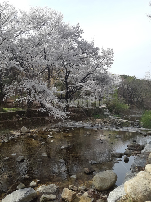 힐링,산책,벚꽃,공원,여유