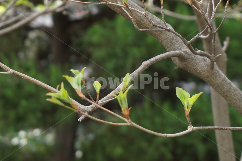 봄,새순,봄나무,등산길,산책로,공원,봄,계절,spring,season,식물,자연,plants,nature