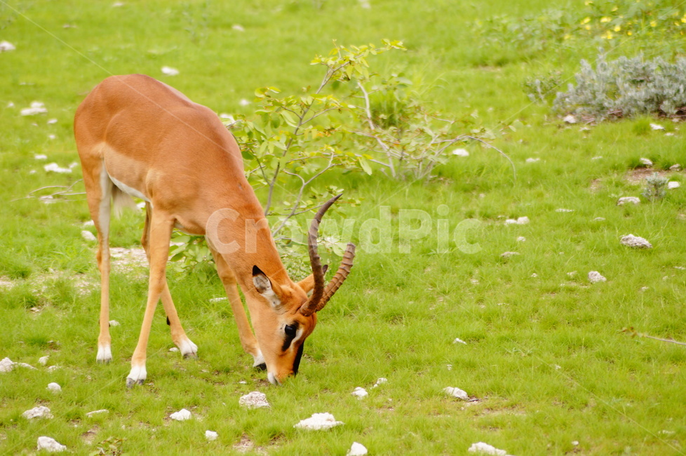 야생동물,wildlife,동물,animal,영양,antelope,스프링복,동물,animal,포유류,mammal