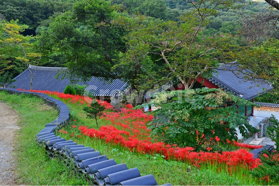 nature,자연,scenery,풍경,outdoors,옥외,landscape,경치,함평,용천사,사적지,문화재,꽃무릇,상사화,사찰,절,불교