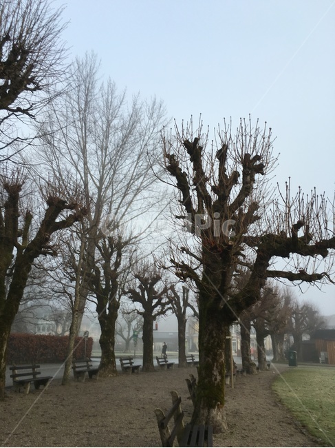 plant,식물,tree,나무,treetrunk,나무줄기,겨울나무,앙상한나무