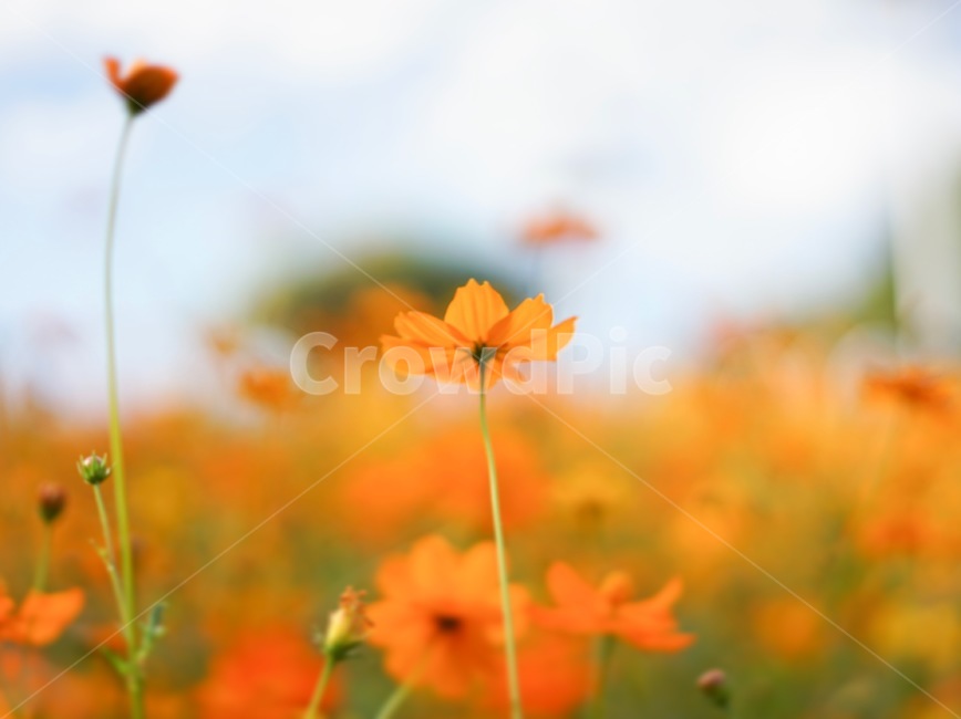 황화코스모스,꽃,가을,코스모스,flower,식물,자연,fall,autumn,계절,가을,계절,fall,autumn,season,식물,자연,plants,nature,꽃,flower,감성,sensible,feeling,plant