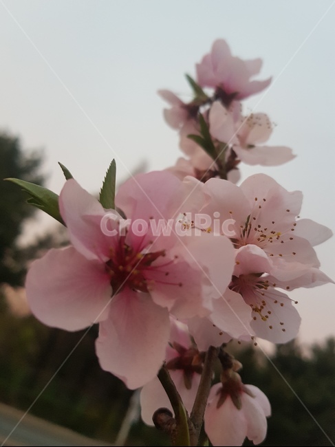 꽃,식물,플라워,향기,복사꽃,분홍꽃,꽃나무