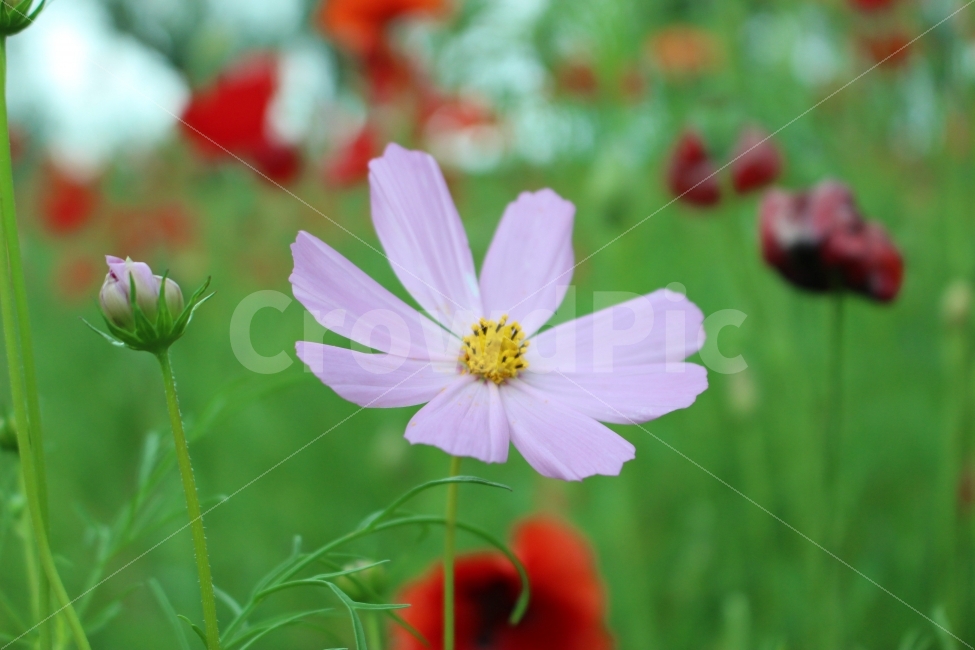 꽃,공원,자연,휴식,힐링,하늘공원,하늘,갈대,식물,자연,plants,nature,꽃,flower