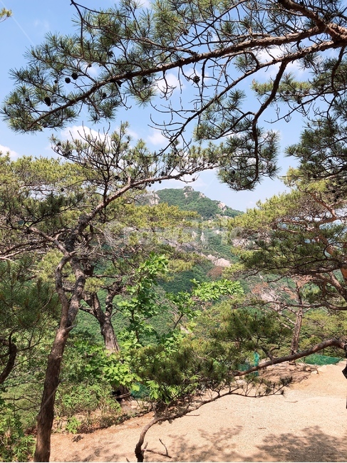 소나무,바위산,정상,암벽타는곳,좋은날씨
