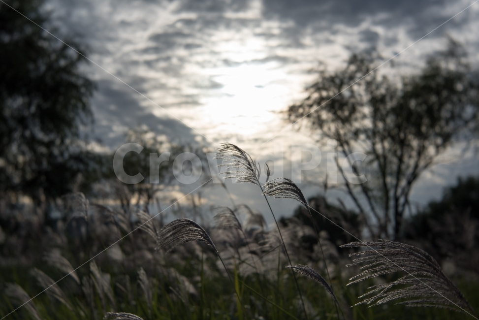 풍경,landscape,자연,스냅,갈대,snap,가을,가을,계절,fall,autumn,season,식물,자연,plants,nature,grass,잔디,plant,lawn,reed
