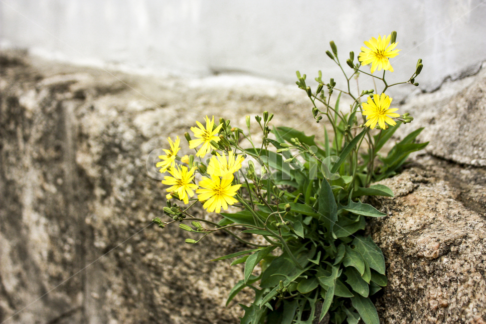 plant,식물,flower,wall,생명력,꽃,돌,돌담,돌담길,노란꽃,노란색,노랑
