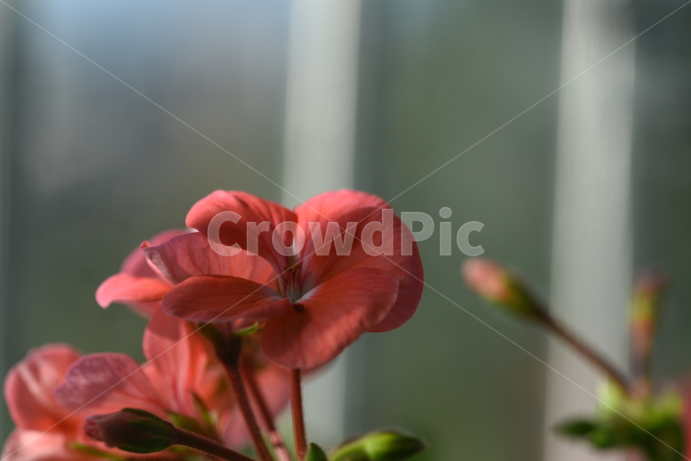 꽃,접사,배경,잎,가을,꽃,flower
