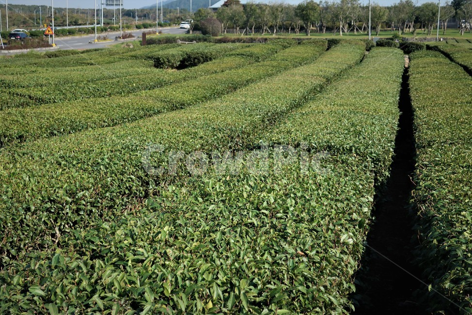 제주,녹차,녹차밭,풍경,초록,농업,농사,차밭,경치,식물,자연,풍경,nature,landscape,농업,농사,agriculture,farming,farming industry
