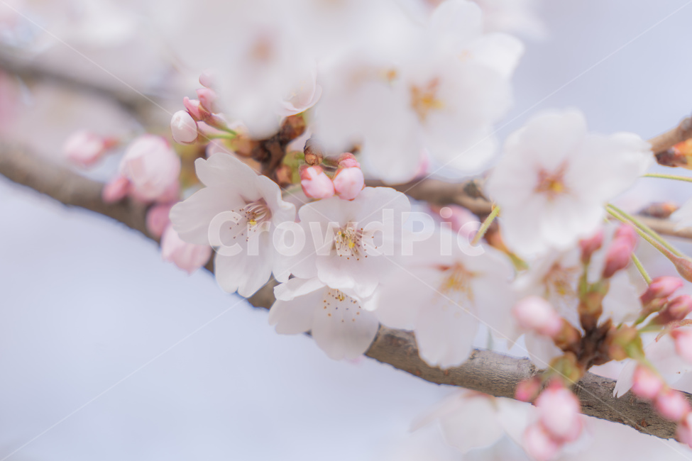 봄,벚꽃,자연,나무,계절,따뜻함,꽃,봄,계절,spring,season,plant,식물,flower,blossom