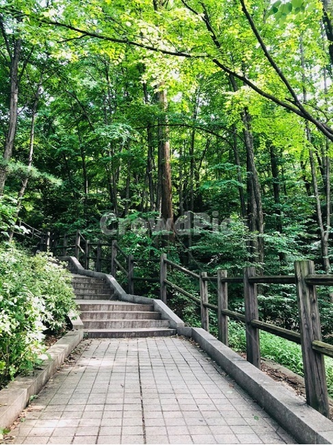 숲,나무,등산,산,등산로