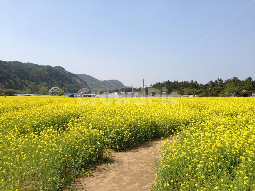 유채꽃,삼척,봄,꽃,하늘,식물,자연,plants,nature,꽃,flower
