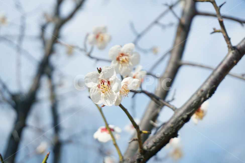 꽃나무,tree,flower,매화,나무,꽃,흰색,하늘,나무가지,나뭇가지,식물,자연,plants,nature,꽃,flower