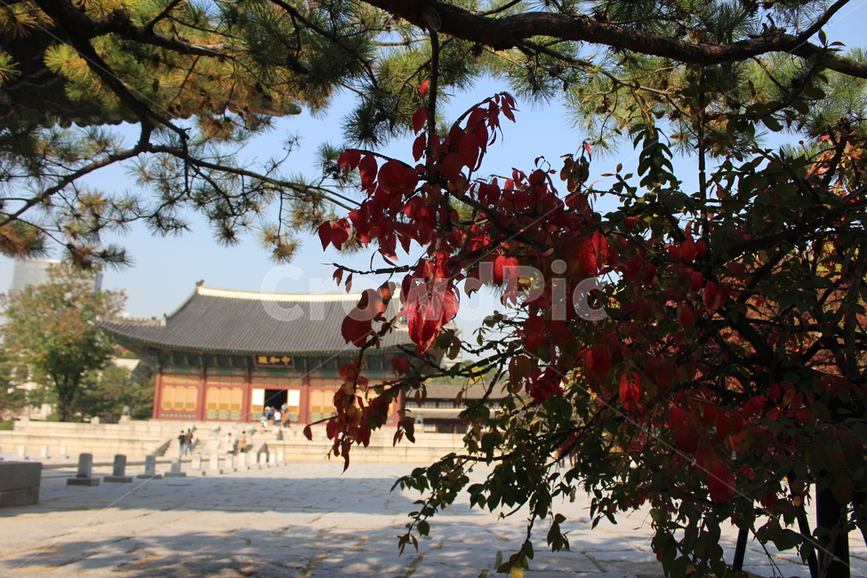 가을,낙엽,가을궁풍경,단풍,궁놀이,가을,계절,fall,autumn,season,한국전통,한국문화,korean traditional,korean culture,랜드마크,landmark,tourist attraction,한국랜드마크,한국관광지,한국명소,korea landmark,korea tourist attraction,식물,자연,plants,nature,tree,나무,plant,architecture,건축물,building,건물