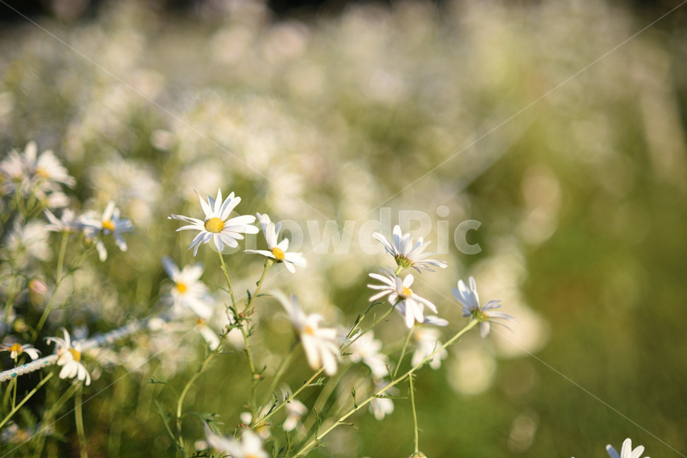 데이지,구절초,꽃,국화,flower,가을,계절,fall,autumn,season,식물,자연,plants,nature,꽃,flower,plant,blossom,daisy,daisies