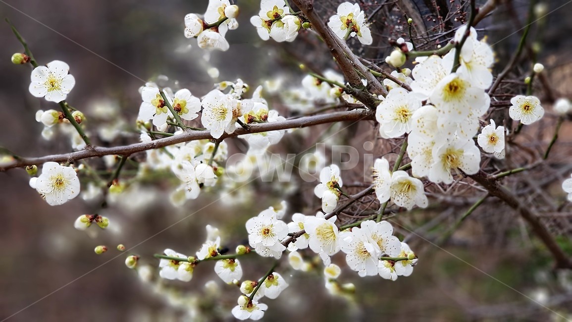 매화,꽃,봄,자연,식물,nature,landscape,spring,season,봄,계절,spring,season,식물,자연,plants,nature,꽃,flower,plant,blossom