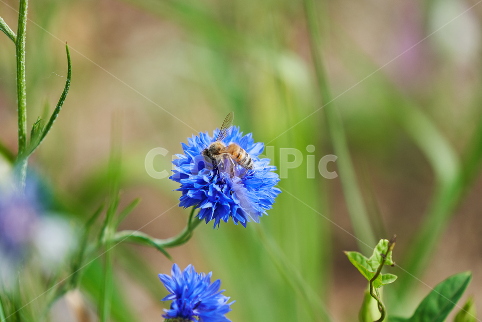 꽃,자연,식물,봄꽃,파란꽃,꿀벌,벌,식물,자연,plants,nature,꽃,flower