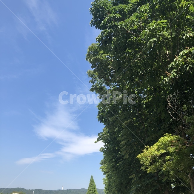 하늘,나무,구름,여름,자연,sky,tree,summer,경주,자연,풍경,nature,landscape,plant,식물,grass,잔디,outdoors,옥외