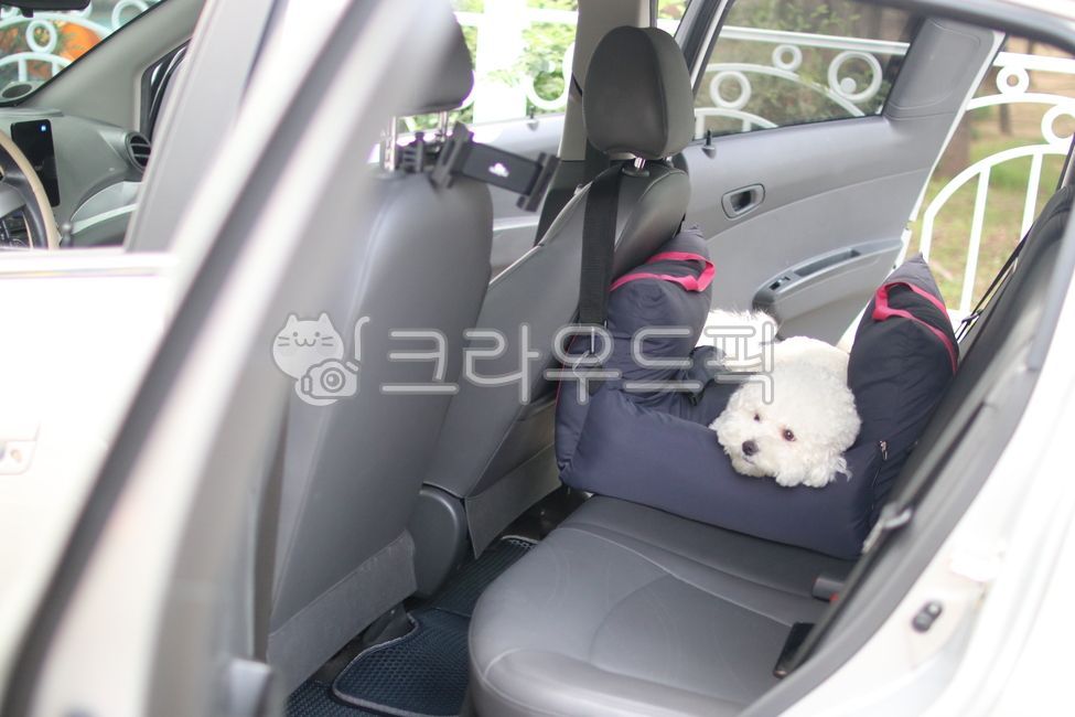 강아지,강아지차시트,강아지카시트,차시트,카시트,멍카시트,애견카시트,펫카시트,비숑,하얀강아지,흰강아지,하얀색강아지,흰개,하얀개,비숑프리제,dog