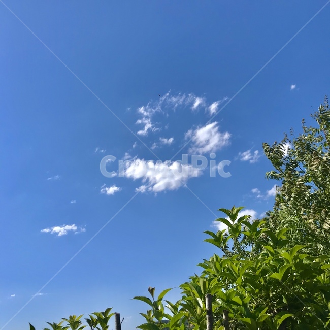 하늘,초록,파랑,구름,맑음,여름,날씨,파란하늘,이파리,초록잎,싱그러운,감성,sky,blue,green,weather,leaf