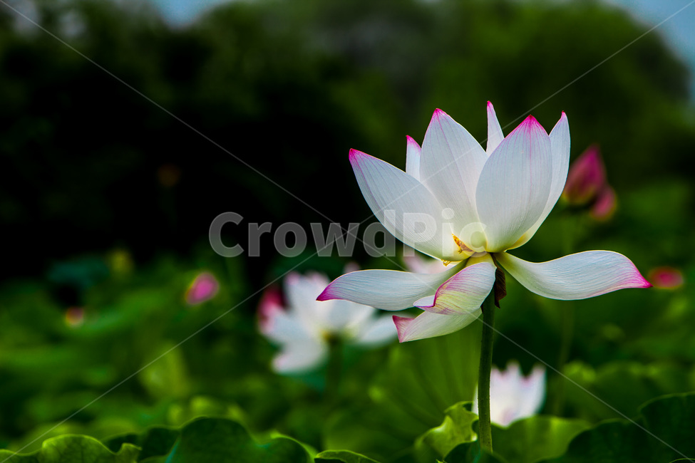 연꽃,연잎,고결,문양,무늬,자연,식물,자연,plants,nature,꽃,flower