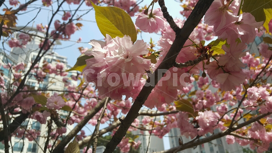 봄,꽃,도시꽃,식물,벚꽃,spring,flower,plant,cherryblossom,분홍색,pink