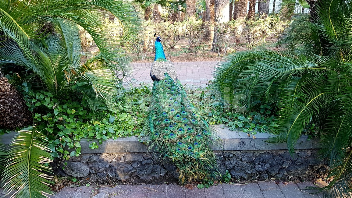 공작새,peacock,식물,plants,center,bird,새