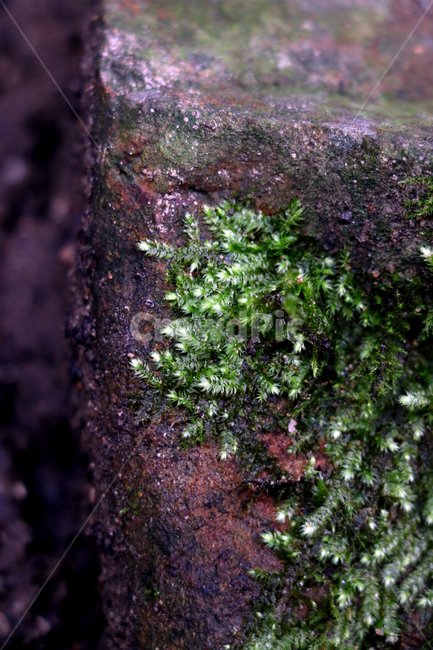 자연,이끼,생명,moss,식물,바위,돌,nature,life,plants,stone,rock