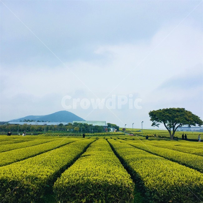 제주도,오설록티뮤지엄,녹차밭,나홀로나무,초록빛,green
