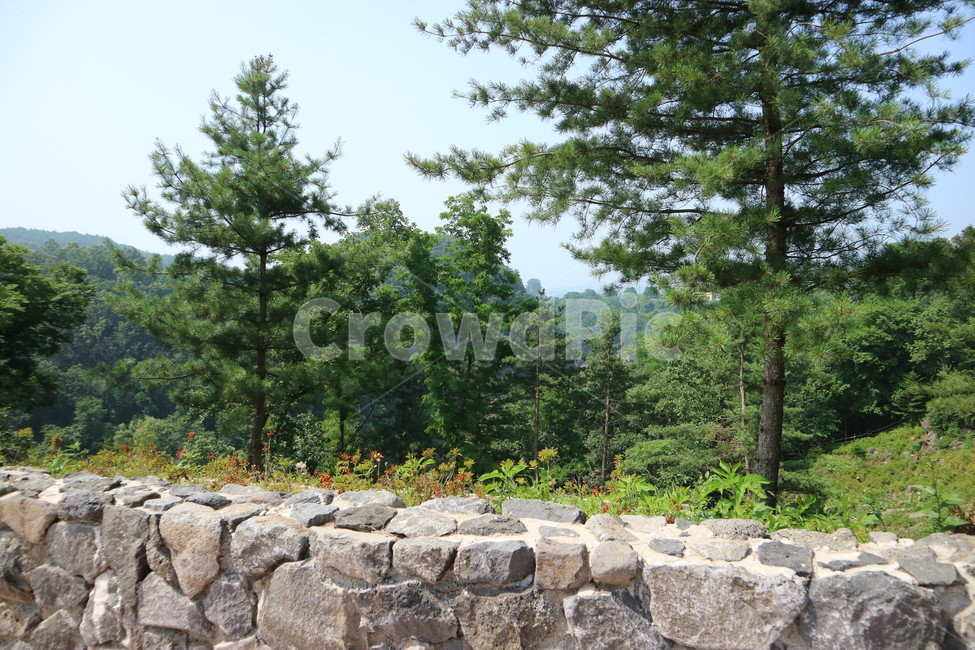공원,산책,나무,돌담,풍경,자연,풍경,nature,landscape,tree,plant,식물,fir,전나무,wall,벽