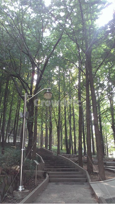 산책길,나무,숲,walk,green