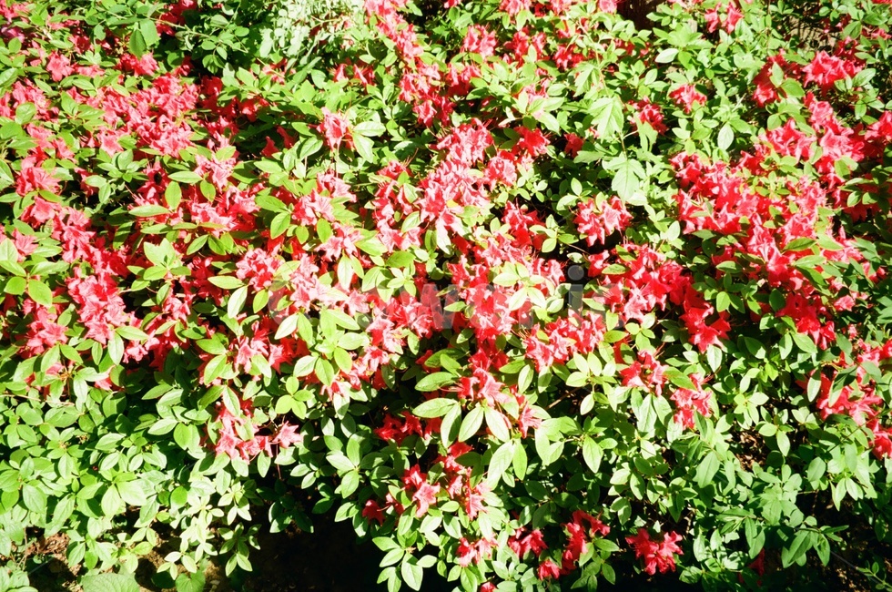 꽃,진달래,철쭉,flower,봄꽃,spring,필름카메라,필름사진