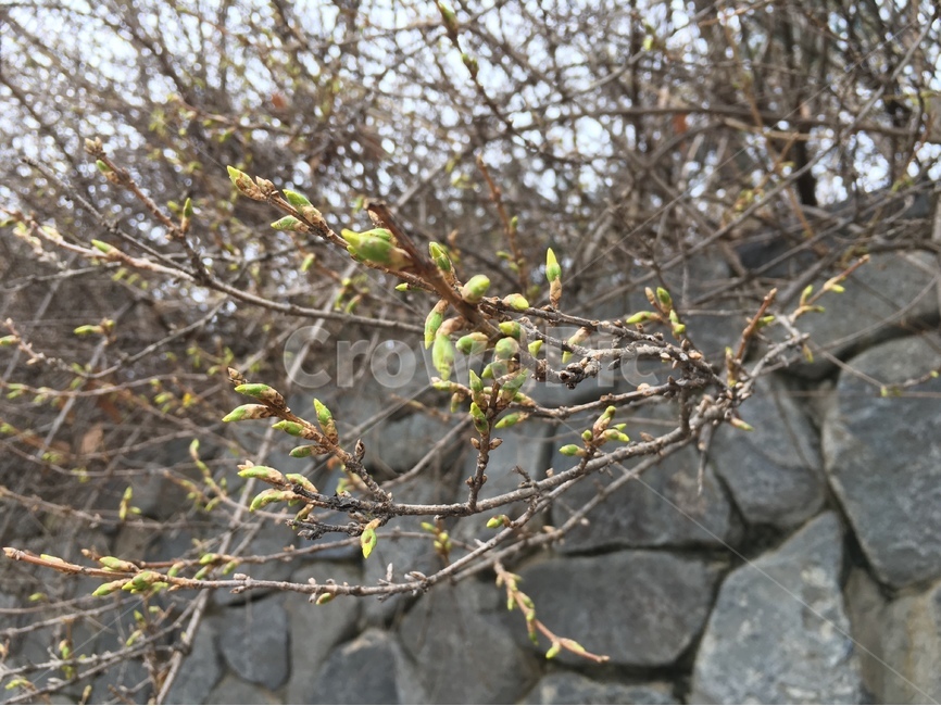 새싹,봄,새순,자연,spring,초봄,나뭇잎,나뭇가지,힐링,봄,계절,spring,season,식물,자연,plants,nature,plant