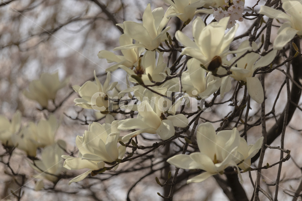 목련,백목련,봄꽃,목련꽃,흰목련,식물,자연,plants,nature,꽃,flower